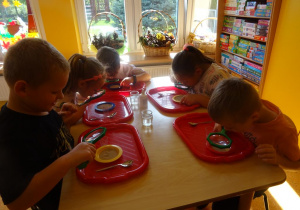 Dzieci siedzą przy stoliku i oglądają przez lupę suche drożdże wysypane na talerzykach.
